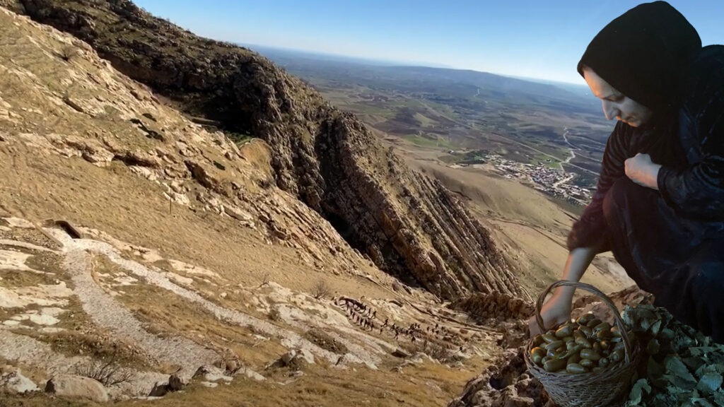 Kurdish environmentalist donates 4,000 saplings to reforest Duhok mountain