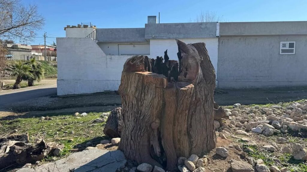 70-year-old tree cut down in Sulaymaniyah adds to ongoing illegal logging trend