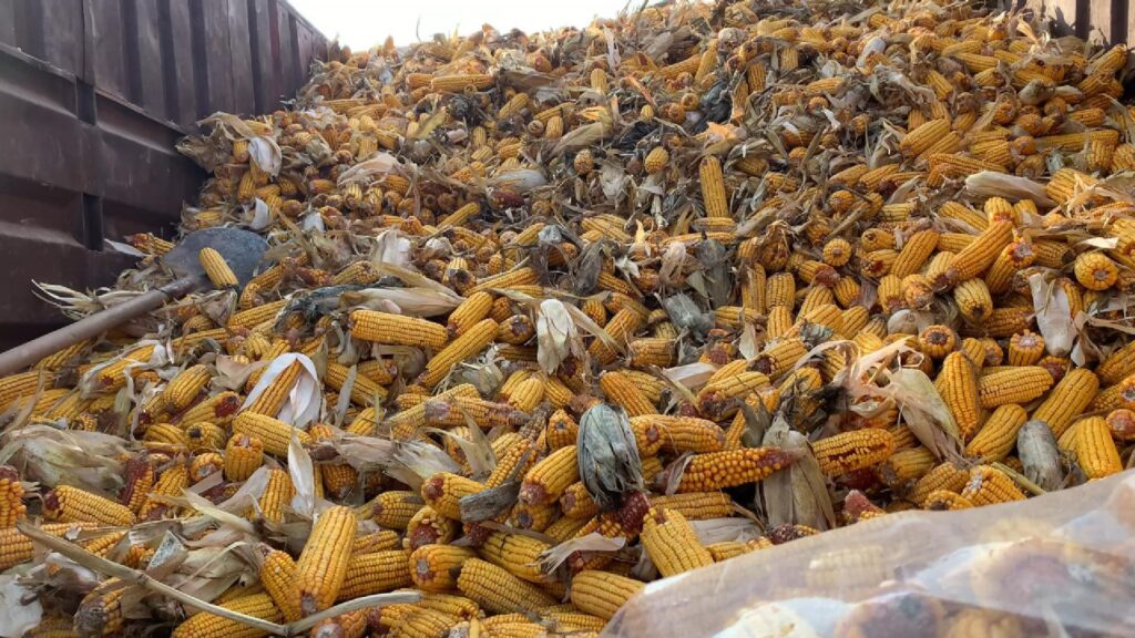 Demand for corn soars among livestock farmers in Rabia as alternative to barley and wheat