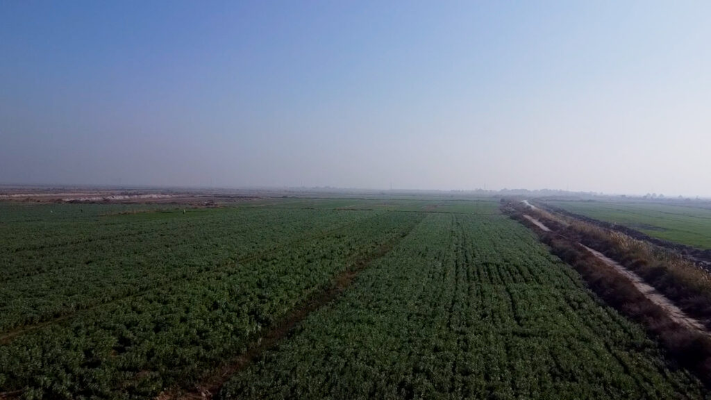 Maysan farmers hail Spanish broad beans thriving in climate challenges