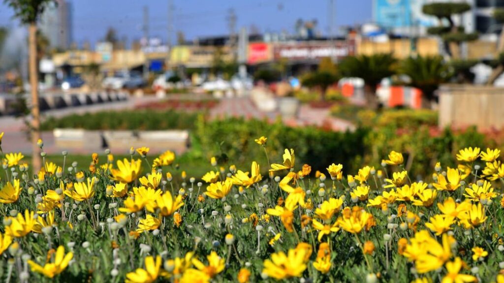 Erbil aims to plant 200,000 trees and flowers to boost urban greenery