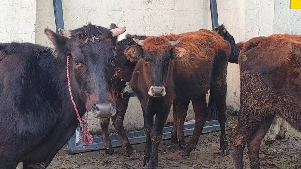 Halabja municipality seizes 100 animals in public spaces