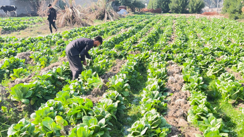 Farmers in Maysan take pride in 'Swedish Lettuce', drawing buyers from across the region