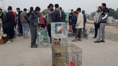 Abandoned train platform in Musayyib transformed into a weekly animal market