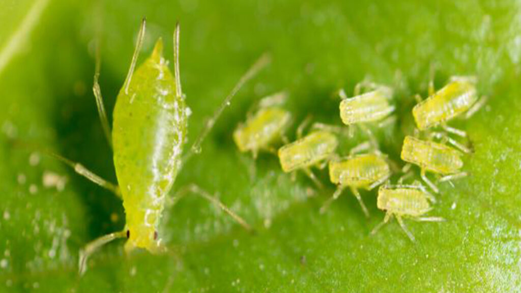 Green peach aphid infestation threatens crops in Sulaymaniyah's Garmian