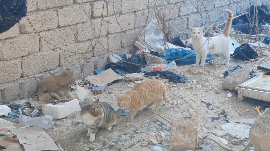 Tal Afar tea vendor dedicates five years to feeding stray cats