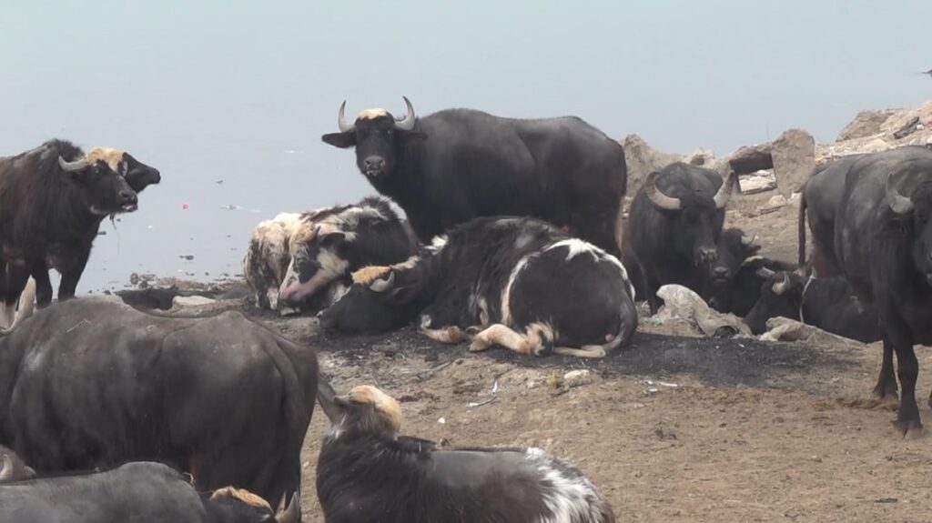 More than 650 livestock dead in Iraq amid foot-and-mouth disease outbreak