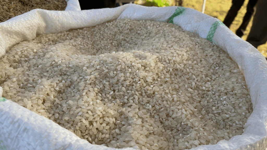 Harir launches first rice festival to promote local varieties and ...