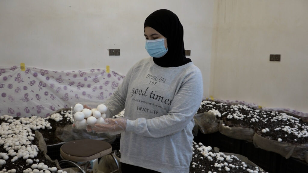 Maysan village produces first commercial crop of white mushrooms