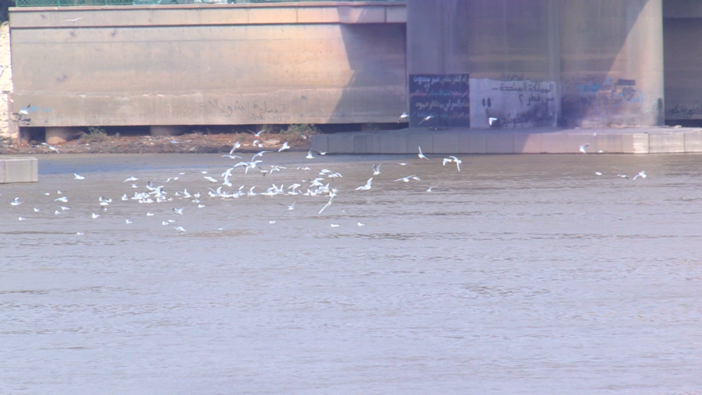 Environment Ministry denies reports of severe Tigris River pollution