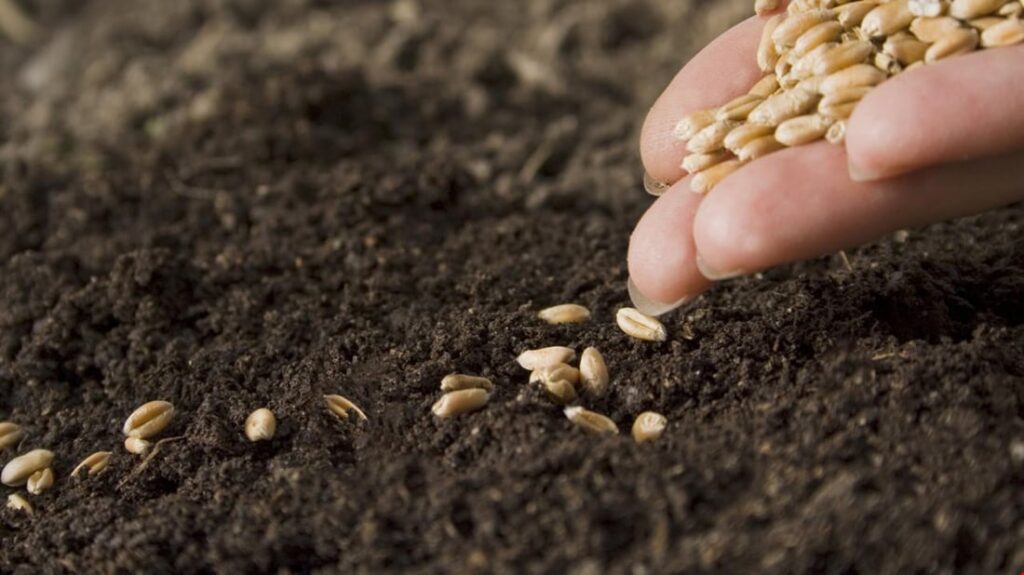 KRG rejects Baghdad's wheat procurement quota as unfair to Kurdistan Region farmers