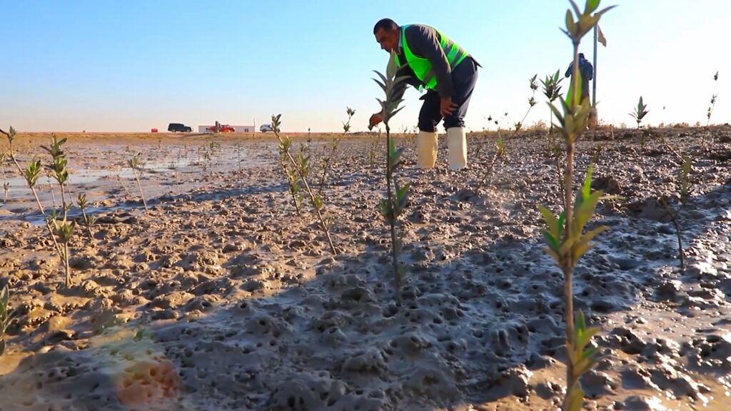 UN visits mangrove project as experts say 11 million tree target falls short of needs