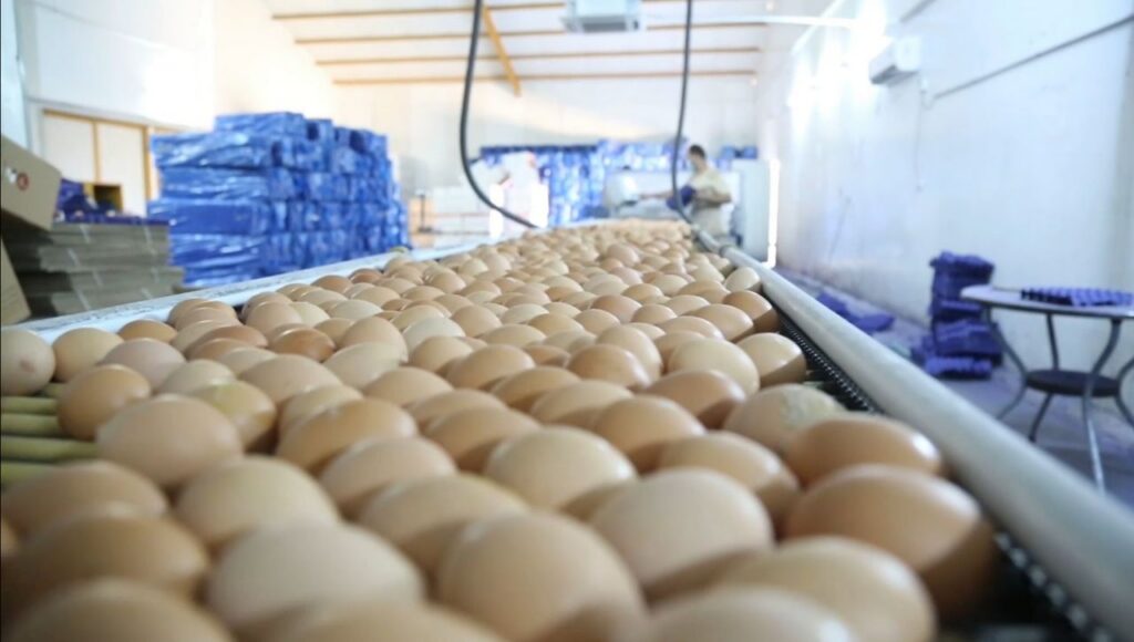 Iraq insists egg output exceeds demand but lifts import ban as prices spike