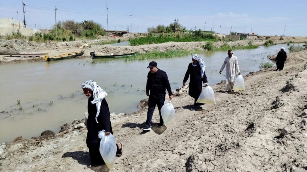 Iraq releases 7.2 million carp fingerlings into Maysan marshes as water levels recover