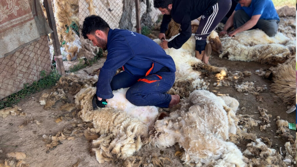 In Hatra's villages, sheep shearing season blends labor, poetry and tribal celebration